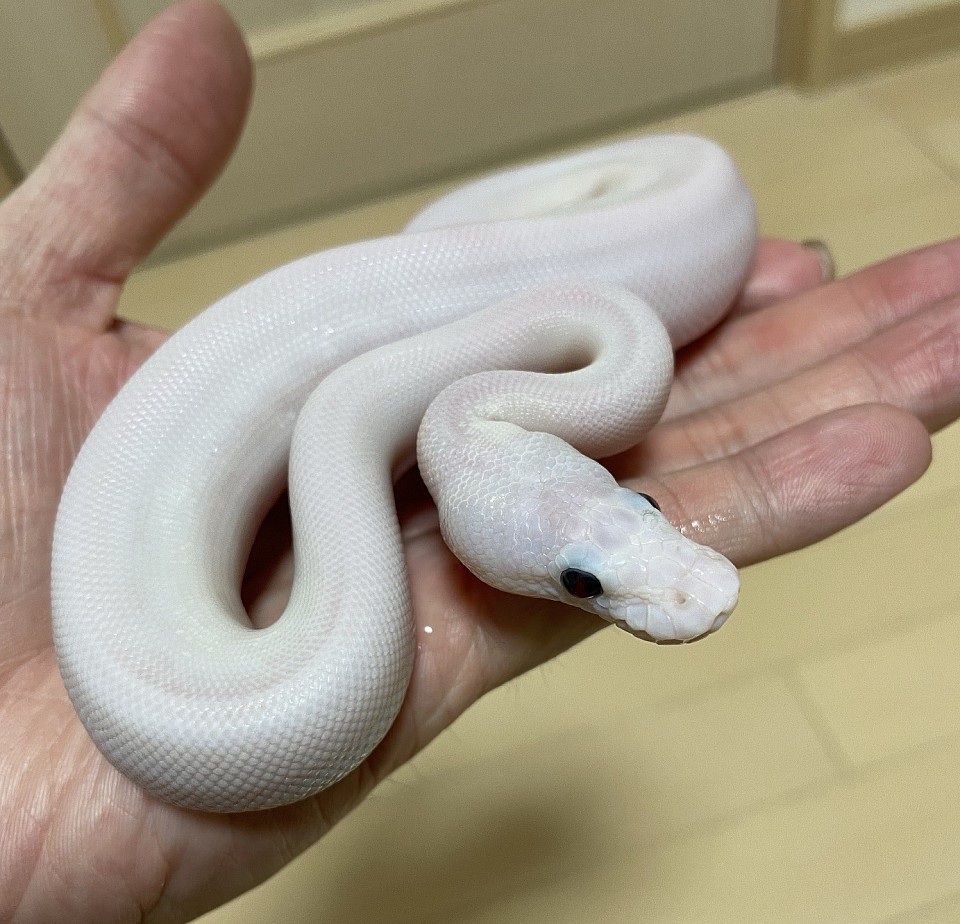 茨城県ひたちなか市にあるブリードルーム。ハリネズミ、ボール