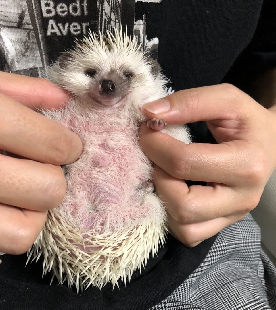 ハリネズミ飼い方　飼育