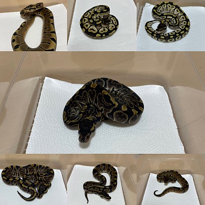 2021urchin CB ballpython