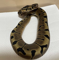 Woma 50％ het pied                                      sold