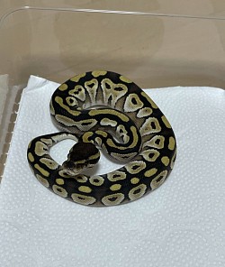 Mojave ♂ 　　sold