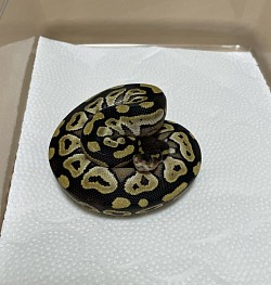 Mojave ♂   　　　  sold